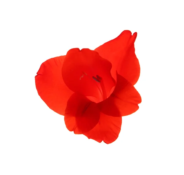 ดาบแดง ดอกลิลลี่ — ภาพถ่ายสต็อก