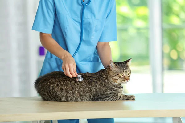 Médico veterinário com gato — Fotografia de Stock