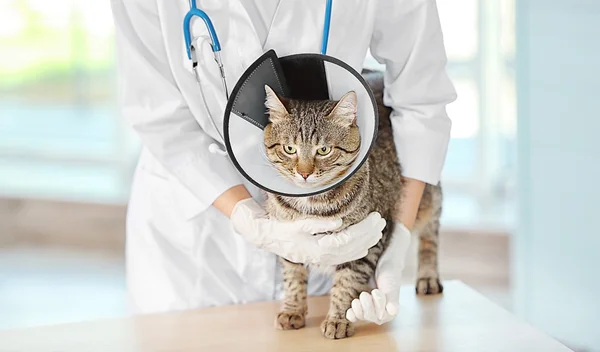 Ветеринарный врач с котом — стоковое фото