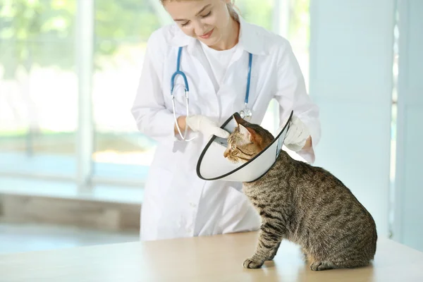 Γιατρός κτηνίατρος και γάτα — Φωτογραφία Αρχείου