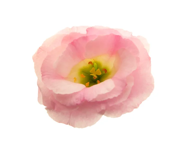 Рожева квітка еустоми ізольована на білому — стокове фото