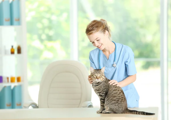 Veterinární lékař a kočka — Stock fotografie