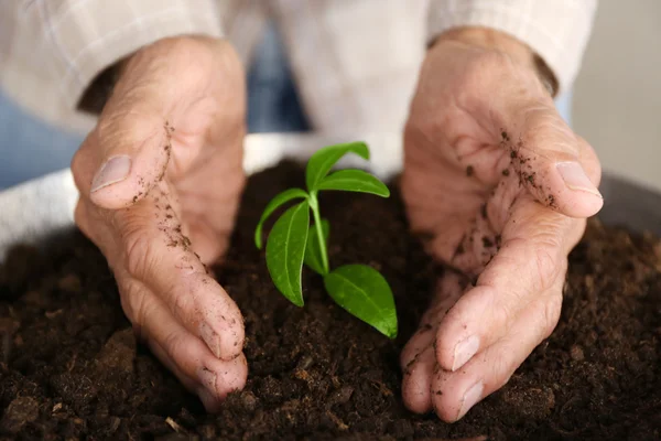 Руки с растением в земле — стоковое фото