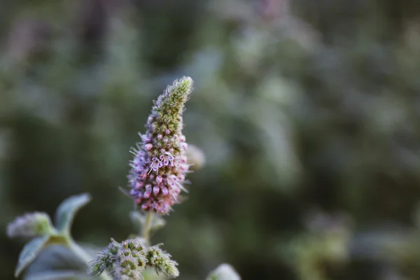 Blütenknospe im Garten — Stockfoto