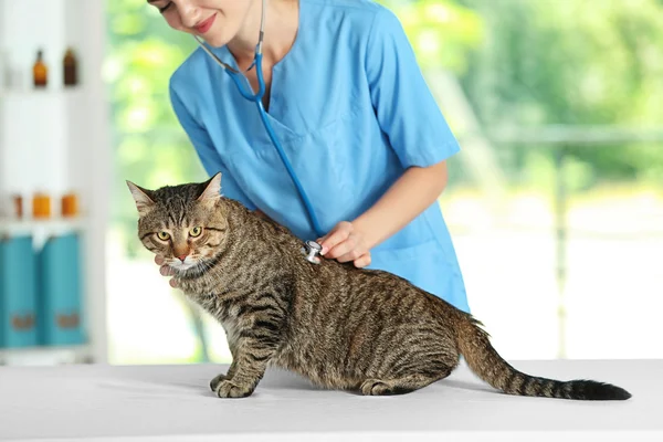 Médico veterinário e gato — Fotografia de Stock