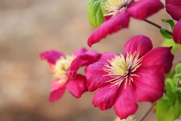 Flori roz Clematis — Fotografie, imagine de stoc