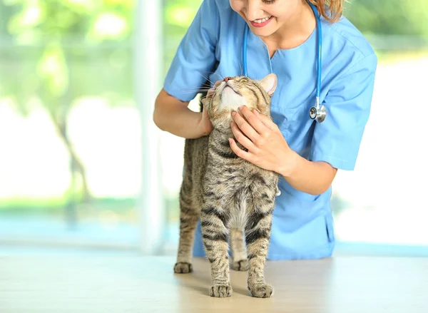 Veterinární lékař a kočka — Stock fotografie