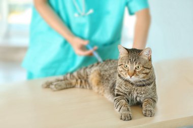 veteriner Doktor ile kedi