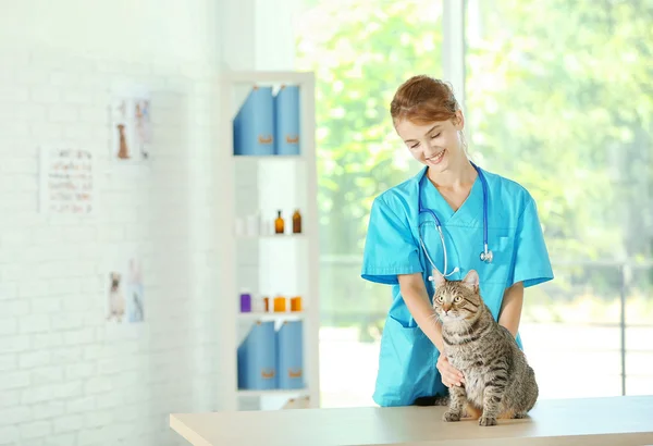 Médecin vétérinaire et chat — Photo