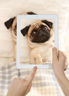 şirin pug köpek fotoğraf çekici eller