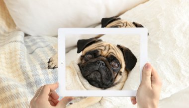 şirin pug köpek fotoğraf çekici eller