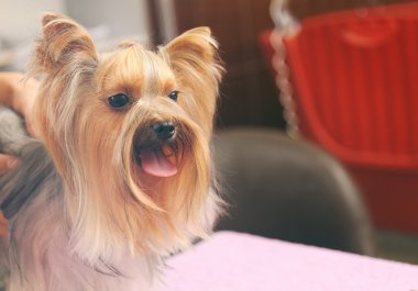 Yorkshire köpek salonda