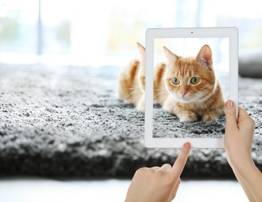 Şirin kedi fotoğraf tablete çekici eller.