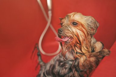 Yorkshire terrier Salonu