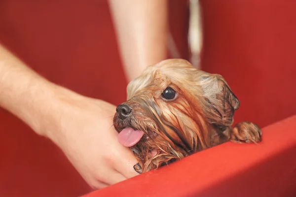 理发师洗可爱的小狗 — 图库照片