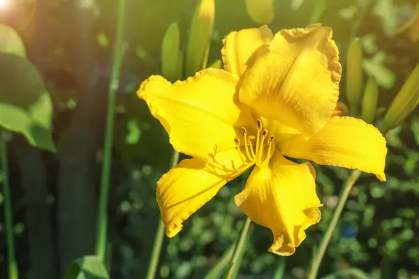 Beautiful flower in summer garden — Stock Photo, Image