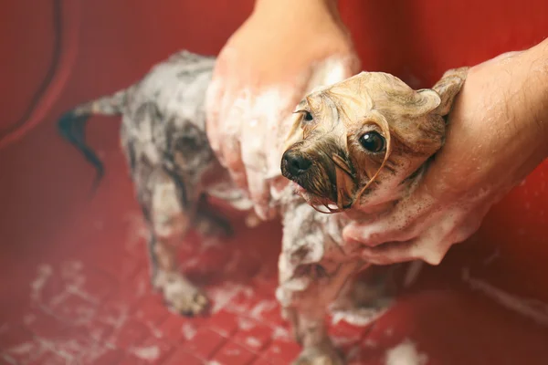 Kuaför yıkama şirin köpek — Stok fotoğraf