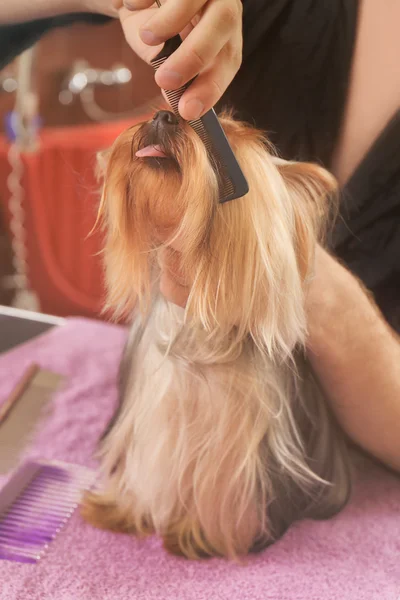 Yorkshire hond in salon — Stockfoto