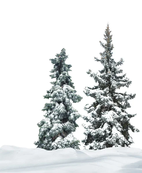 雪でモミの木 — ストック写真
