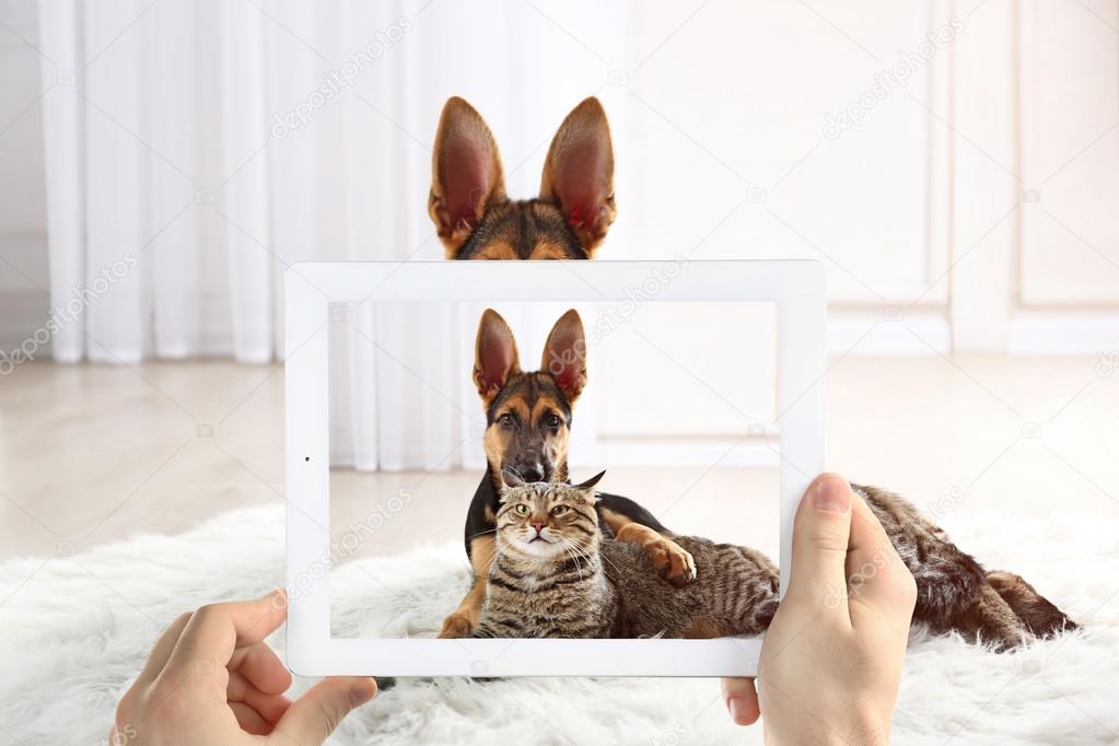 hands taking photo of puppy and cat