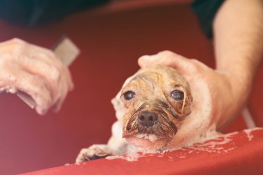Kuaför yıkama şirin köpek