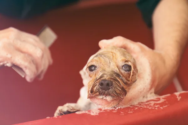 Hairdresser washing cute dog — Φωτογραφία Αρχείου