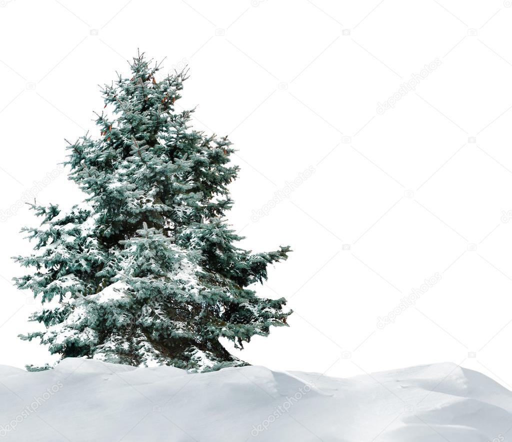 Fir-tree with snow isolated