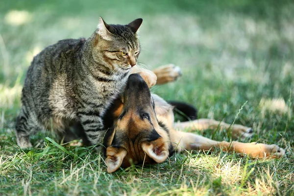 Lindo perro y gato —  Fotos de Stock