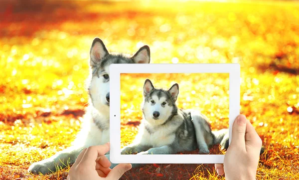 Mãos masculinas tirando foto de cachorro — Fotografia de Stock