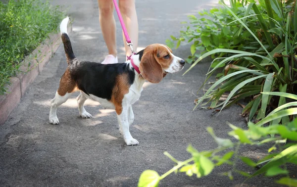 Kadın yürüyen köpek parkı — Φωτογραφία Αρχείου