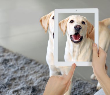 Köpek yavrusu fotoğraf çekici eller