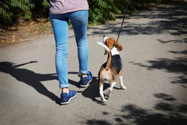 genç kadın yürüyen köpek