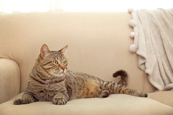 Grey tabby cat — Stock Photo, Image