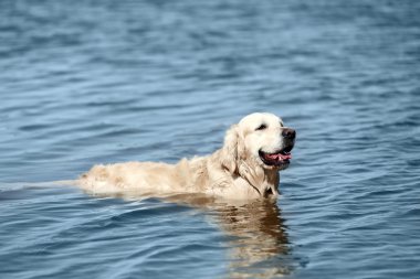 Sudaki şirin köpek.