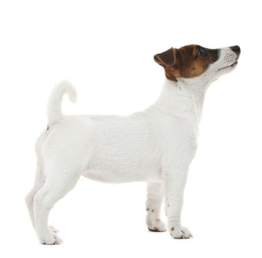 Jack Russell Teriyeri 