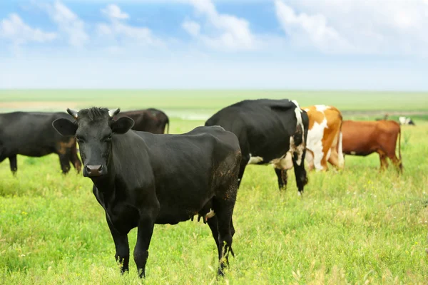 Vaches sur la prairie — Photo