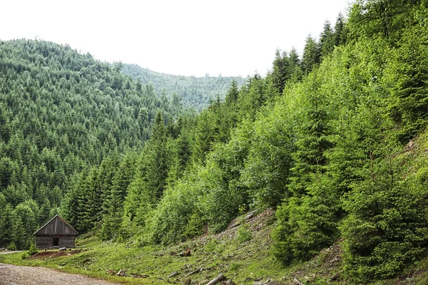 Straße im Bergwald — Stockfoto