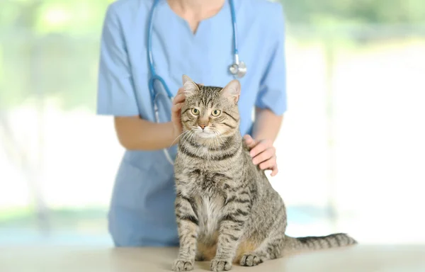 Veterinarian doctor with cat