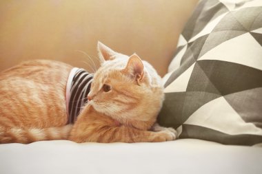 Komik kedi giysileri 