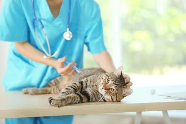 Veterinarian doctor with cat clipart
