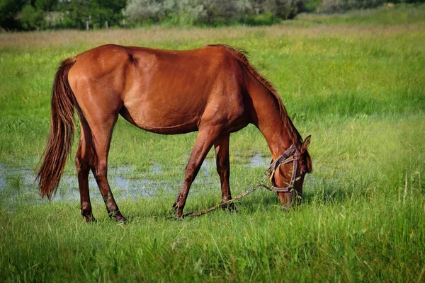 Cavalo bonito marrom no pasto — Fotografia de Stock
