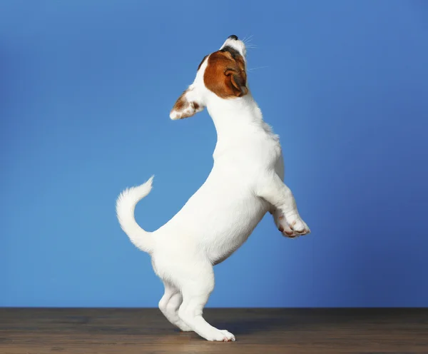 Jack Russell terrier — Foto Stock