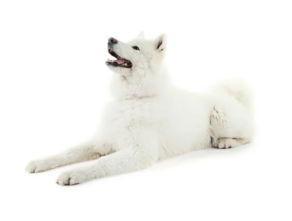 솜 털 samoyed 개 — 스톡 사진