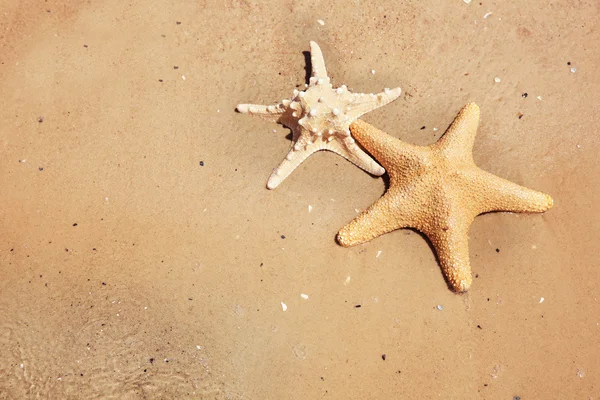 Tengeri csillagok strandon — Stock Fotó