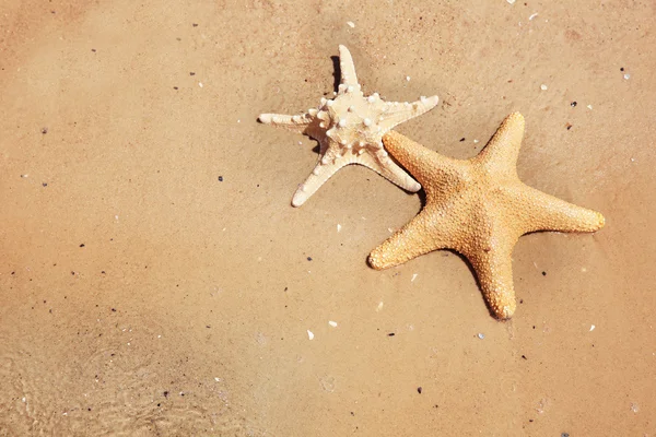 Estrelas do mar na praia — Fotografia de Stock