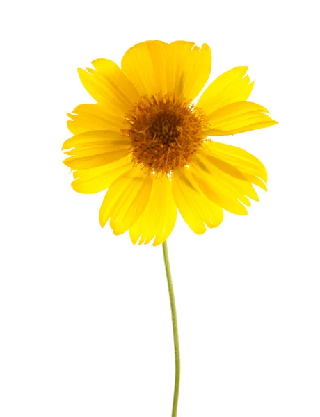 Flor silvestre de color amarillo brillante —  Fotos de Stock