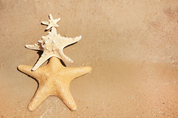 Estrelas do mar na praia — Fotografia de Stock