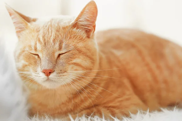 Niedliche Katze auf flauschigem Teppich — Stockfoto