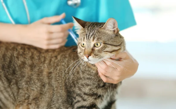 Veterinär läkare med katt — Stockfoto