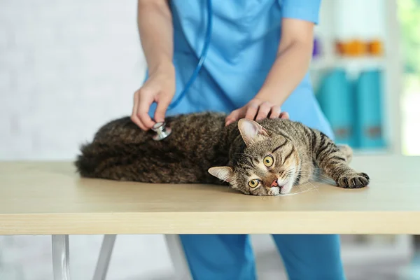 Ветеринарный врач с котом — стоковое фото